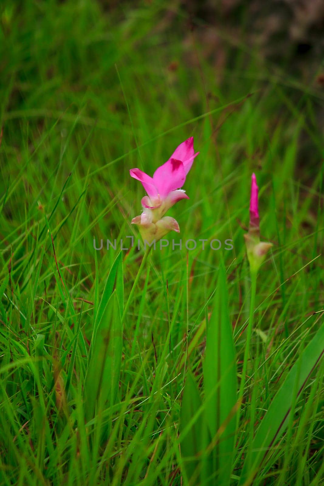 Curcuma sessili pink is blooming beautifully