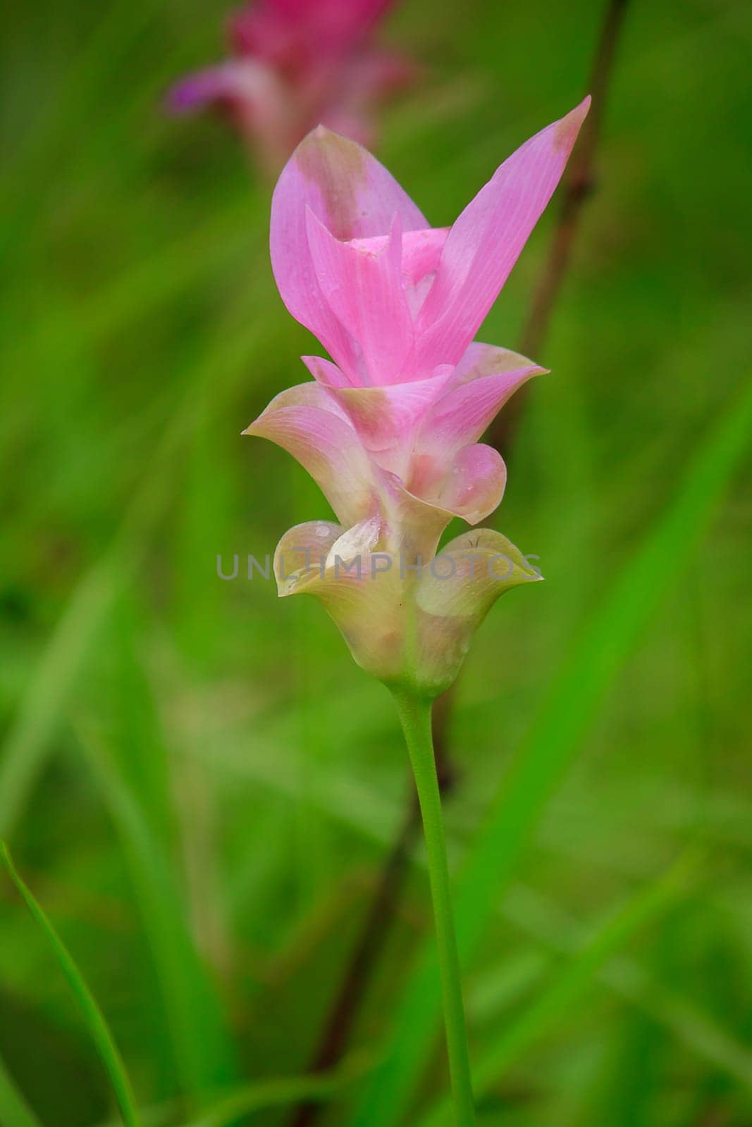 Curcuma sessili pink is blooming beautifully in the rainy season