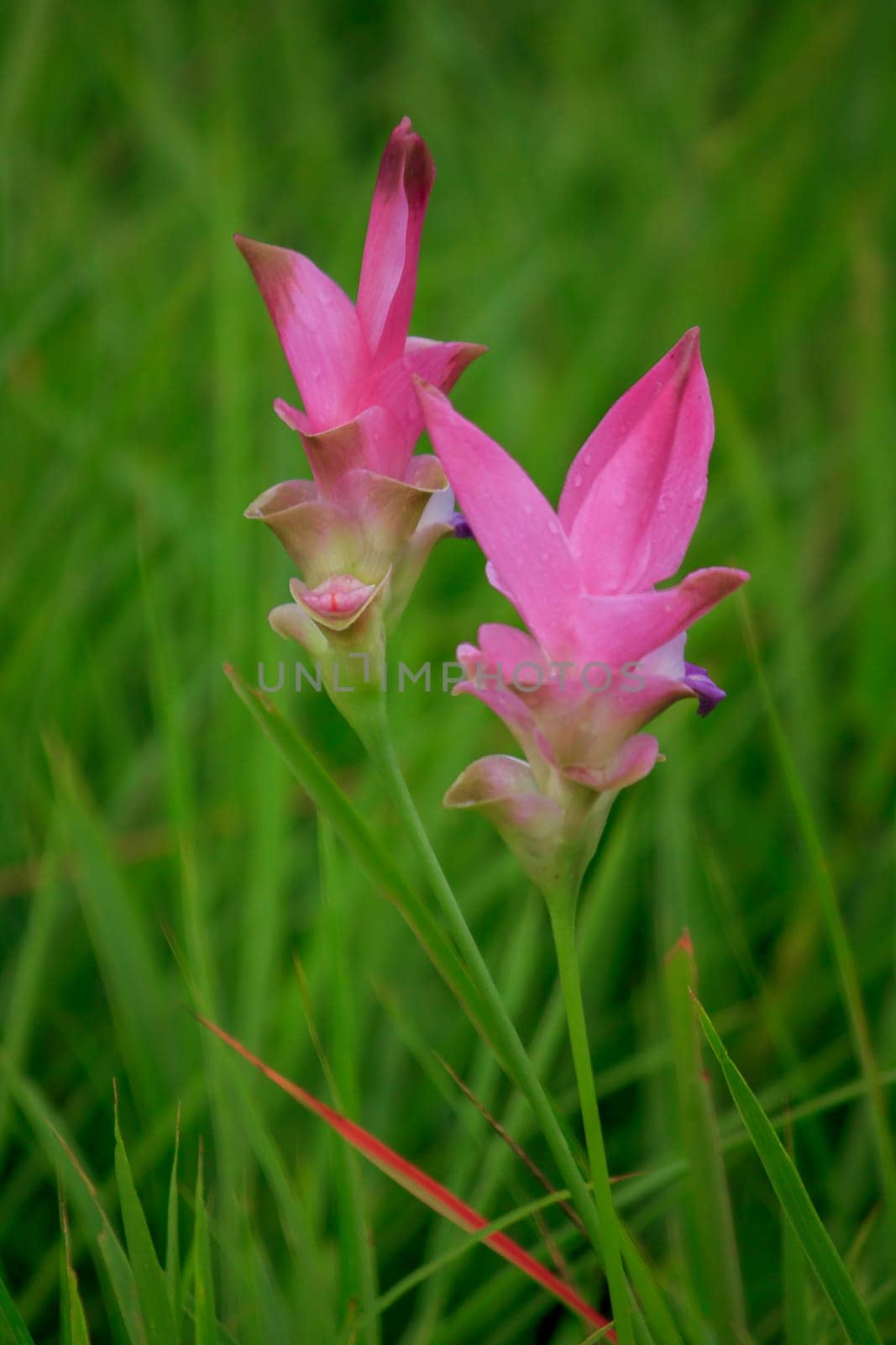 Curcuma sessili pink is blooming beautifully in the rainy season