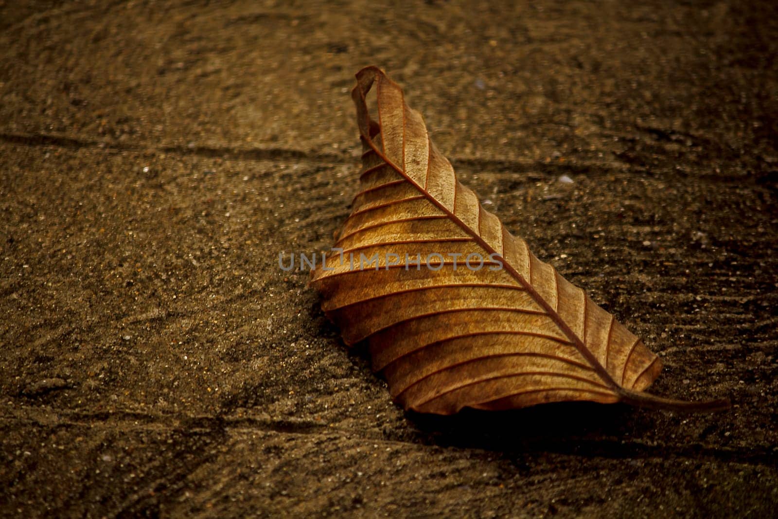 Dry leaves on the cement floor