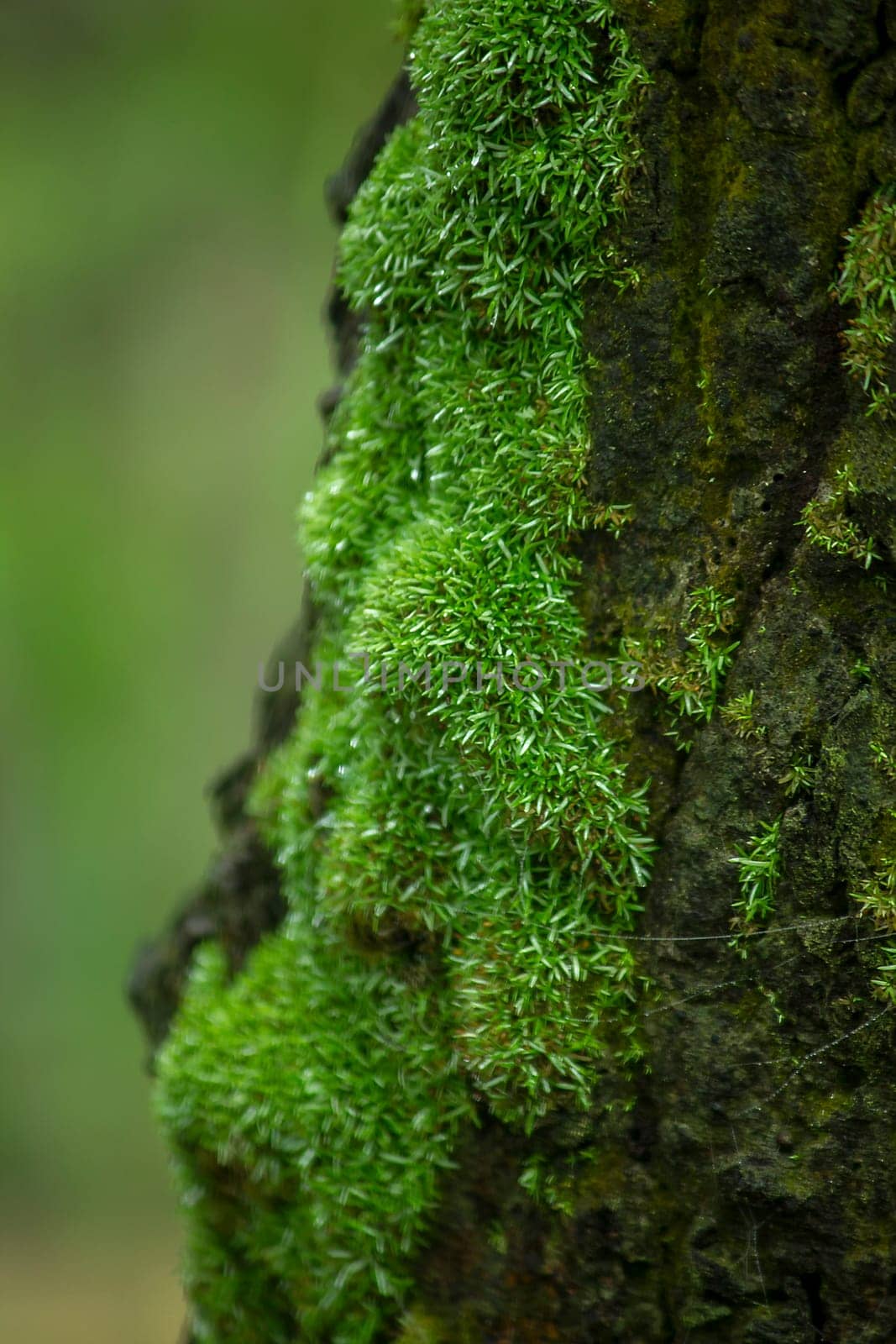 Moss green on trees in nature with moisture