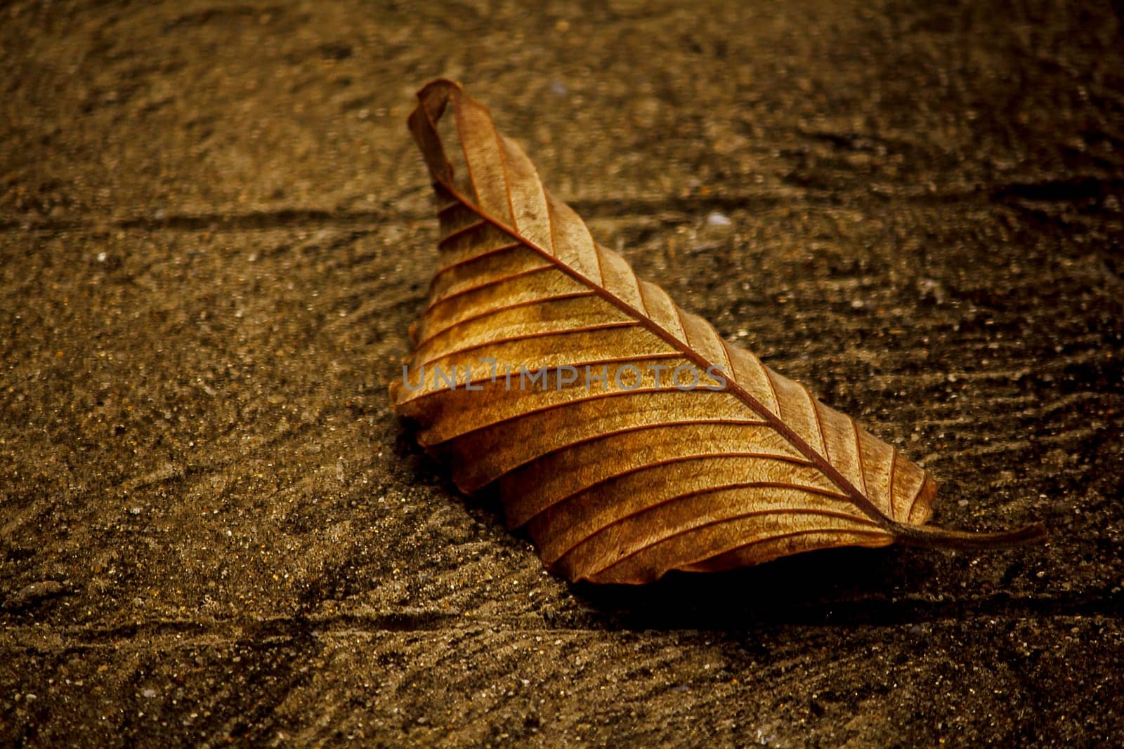 Dry leaves on the cement floor