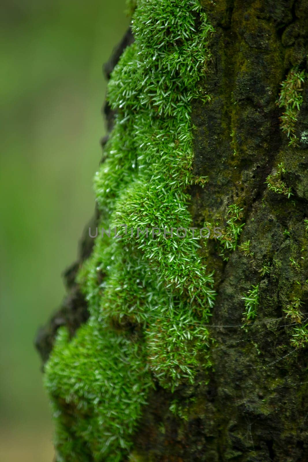 Moss green on trees in nature with moisture