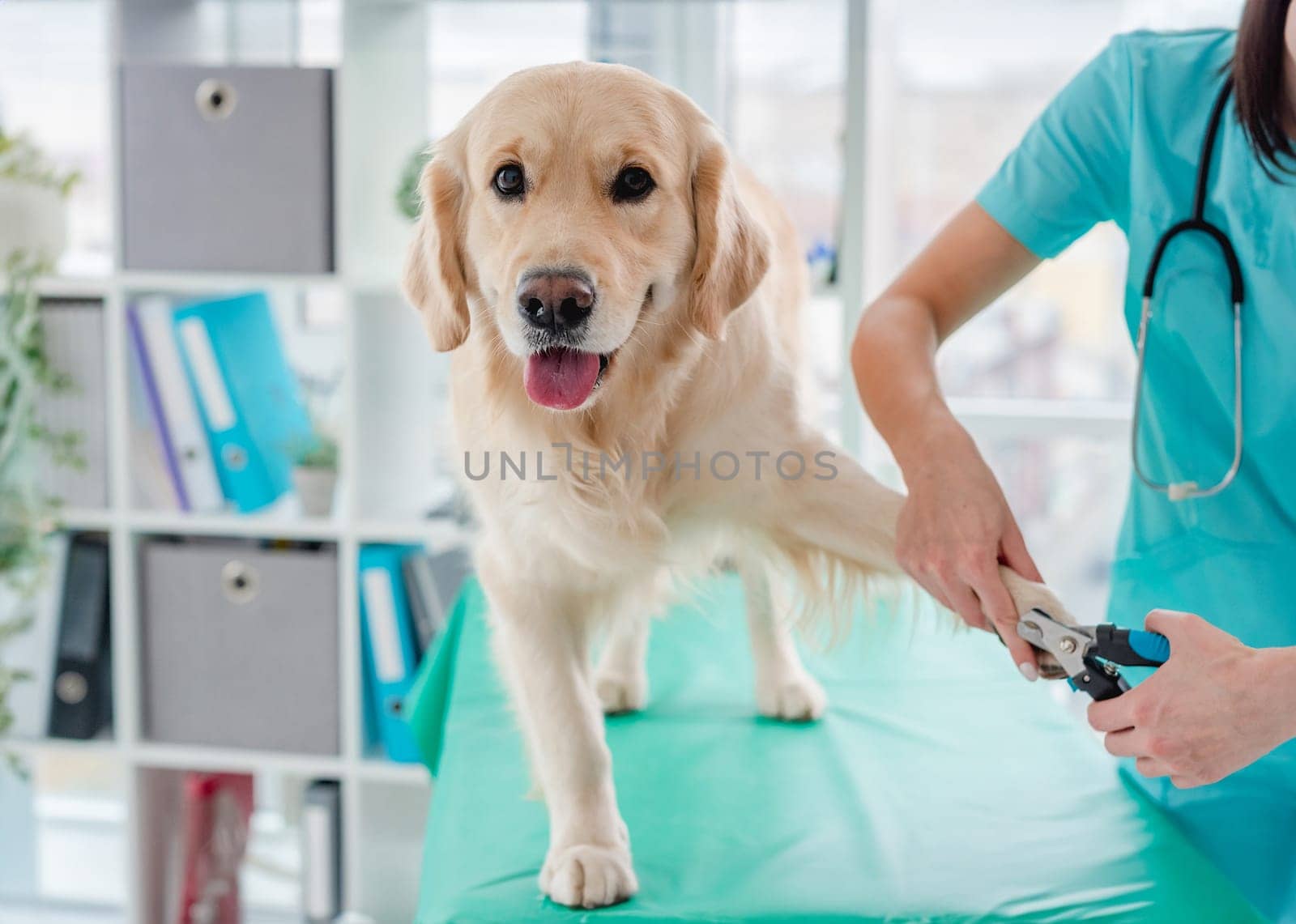 Veterinarian cutting claws of golden retriever dog during appointment in clinic