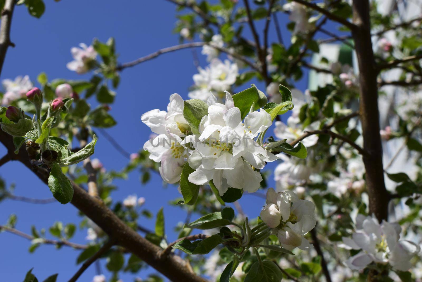 Delicate white flowers and pink buds of pear on a branch. Close a pear blossom in spring. Spring garden bloom. Beautiful flowering tree pear in spring.