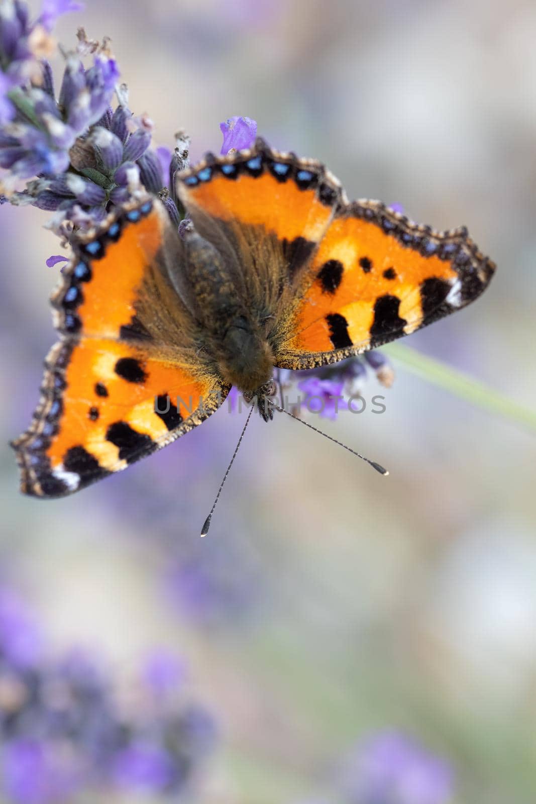 Small tortoiseshell butterfly on lavender by artush