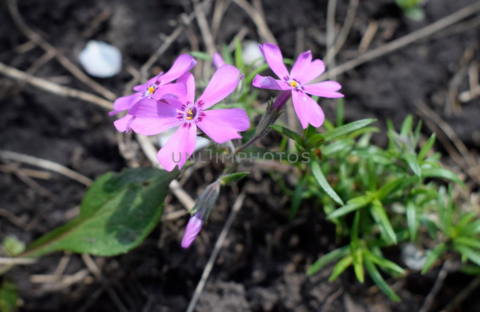 Styloid phlox. Small bright violet spring flowers in the garden close up. Spring background.