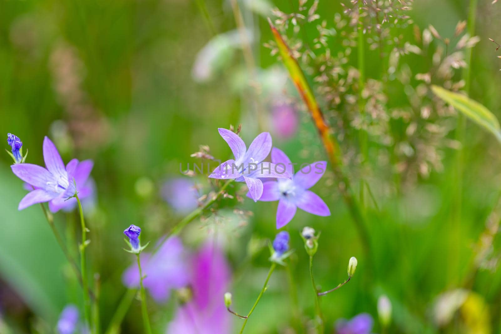 flower campanula patula, wild flowering plant in summer meadow, beautiful purple spreading bell-flowers flowers in bloom, Summertime, Europe, Czech Republic