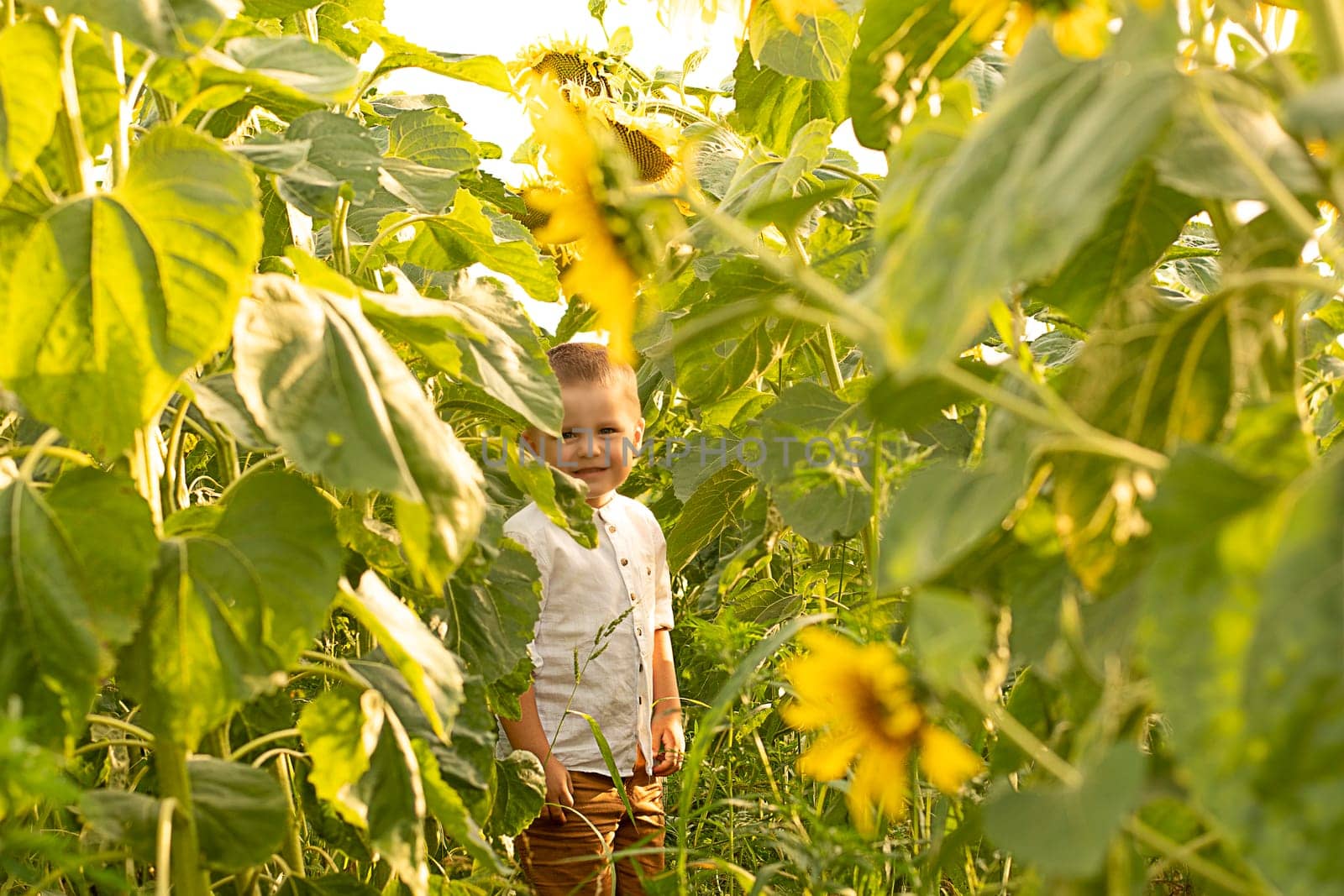 Boy in sunflowers. A small, happy and beautiful child, in a white shirt, 4 years old, stands in a field with yellow sunflowers in summer. Childhood concept. Symbol of Ukraine. Peaceful time.