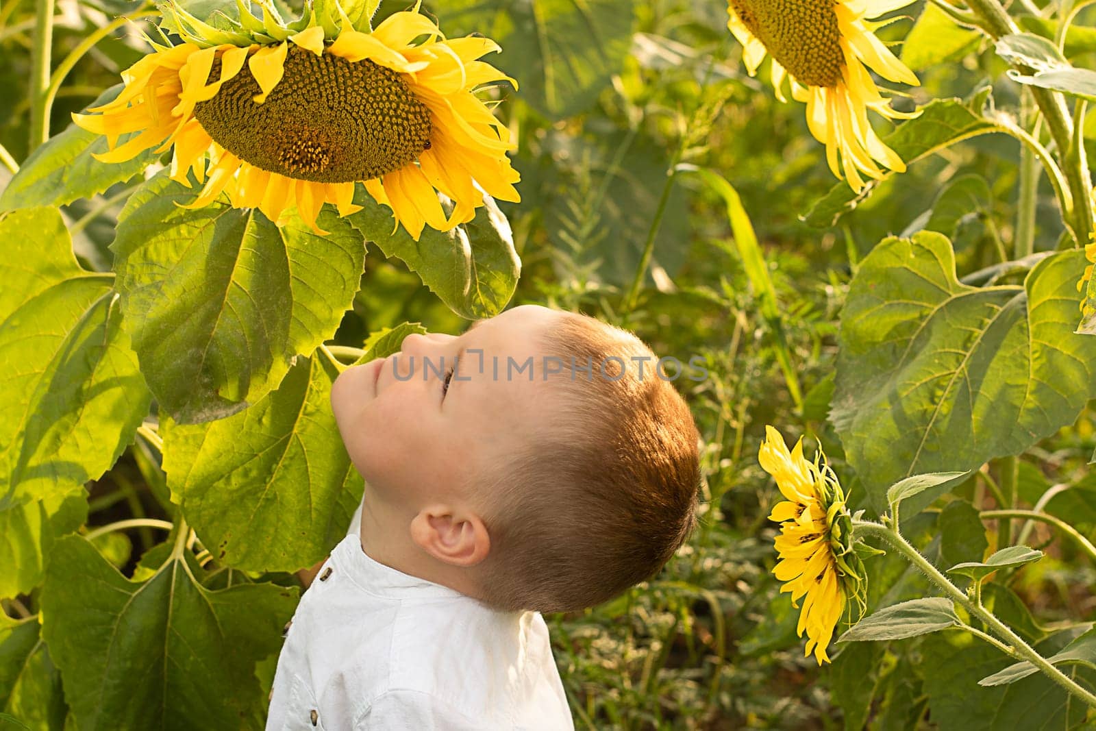 Boy in sunflowers. Portrait of a small happy and beautiful child, in a white shirt, age 4, in the summer in a field with yellow sunflowers. Close-up. Childhood concept. Symbol of Ukraine. Peaceful time.