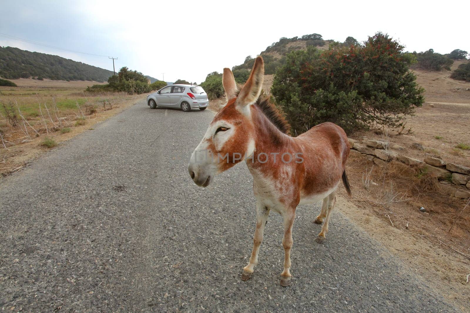 Wild donkey standing on main road, car in distance. These animals roam freely in Karpass region of Northern Cyprus