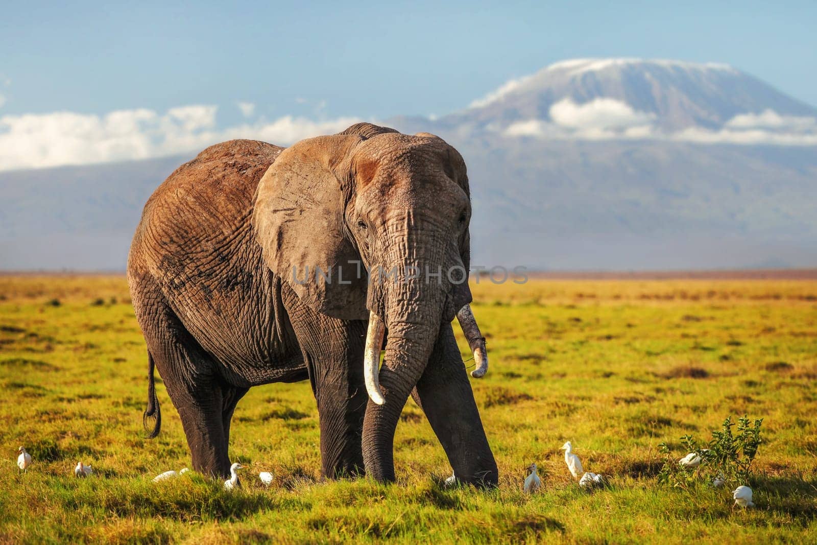 African bush elephant (Loxodonta africana) in low grass, white heron birds at feet, mount Kilimanjaro in background. by Ivanko