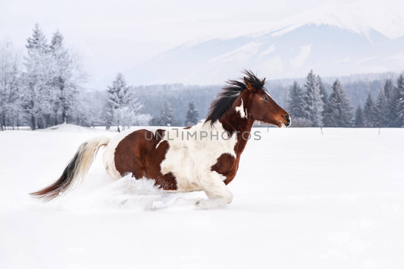 Brown and white horse running on deep snow covered country, trees and mountains in background. by Ivanko