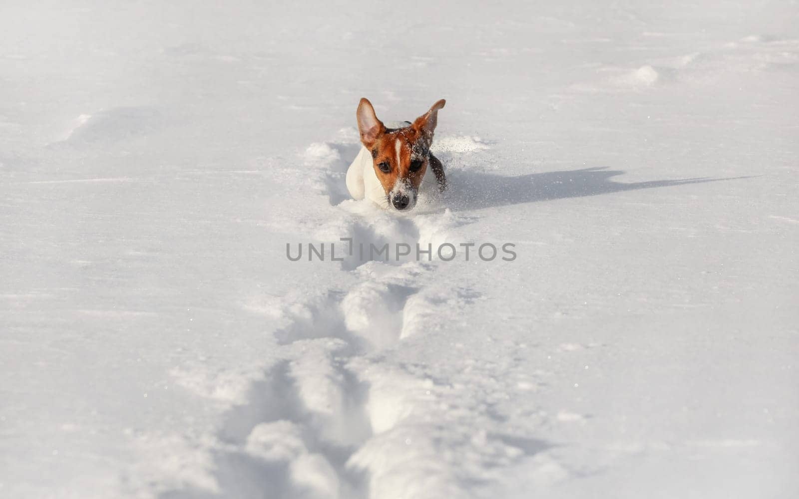 Small Jack Russell terrier running in deep snow, only her head visible.