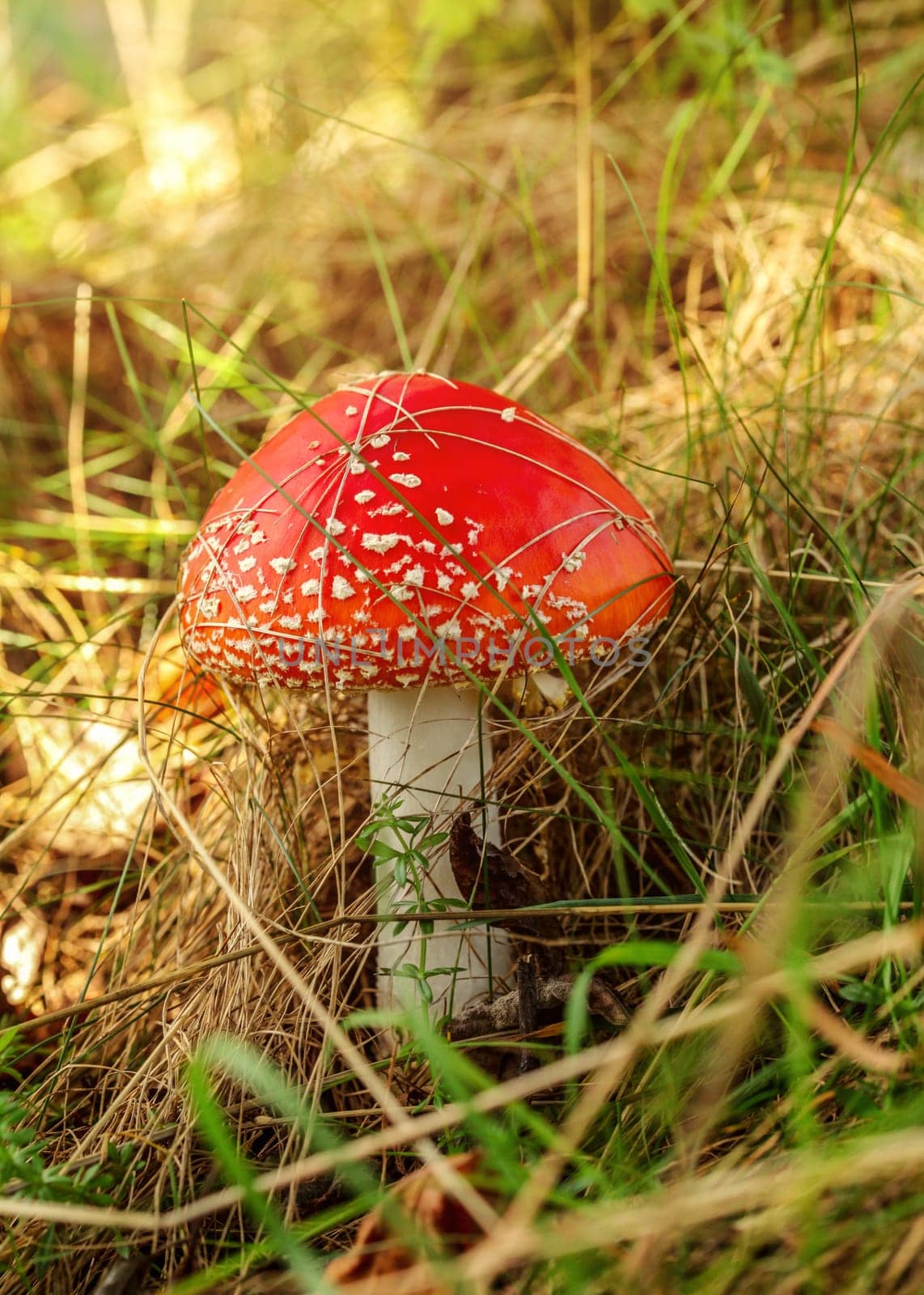 Red fly agaric mushroom (Amanita muscaria) growing in sun lit forest grass. by Ivanko