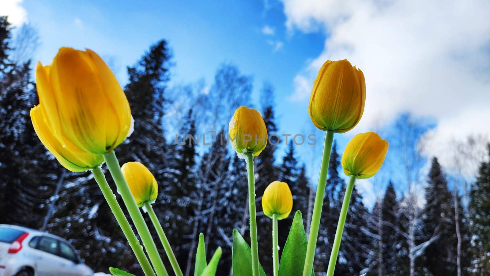 Bouquet of beautiful yellow tulips on snow on cold sunny day. Concept of opposite. Winter and flowers. International Women's Day March 8, Mother's Day, Valentine's Day. Card, background, copy space
