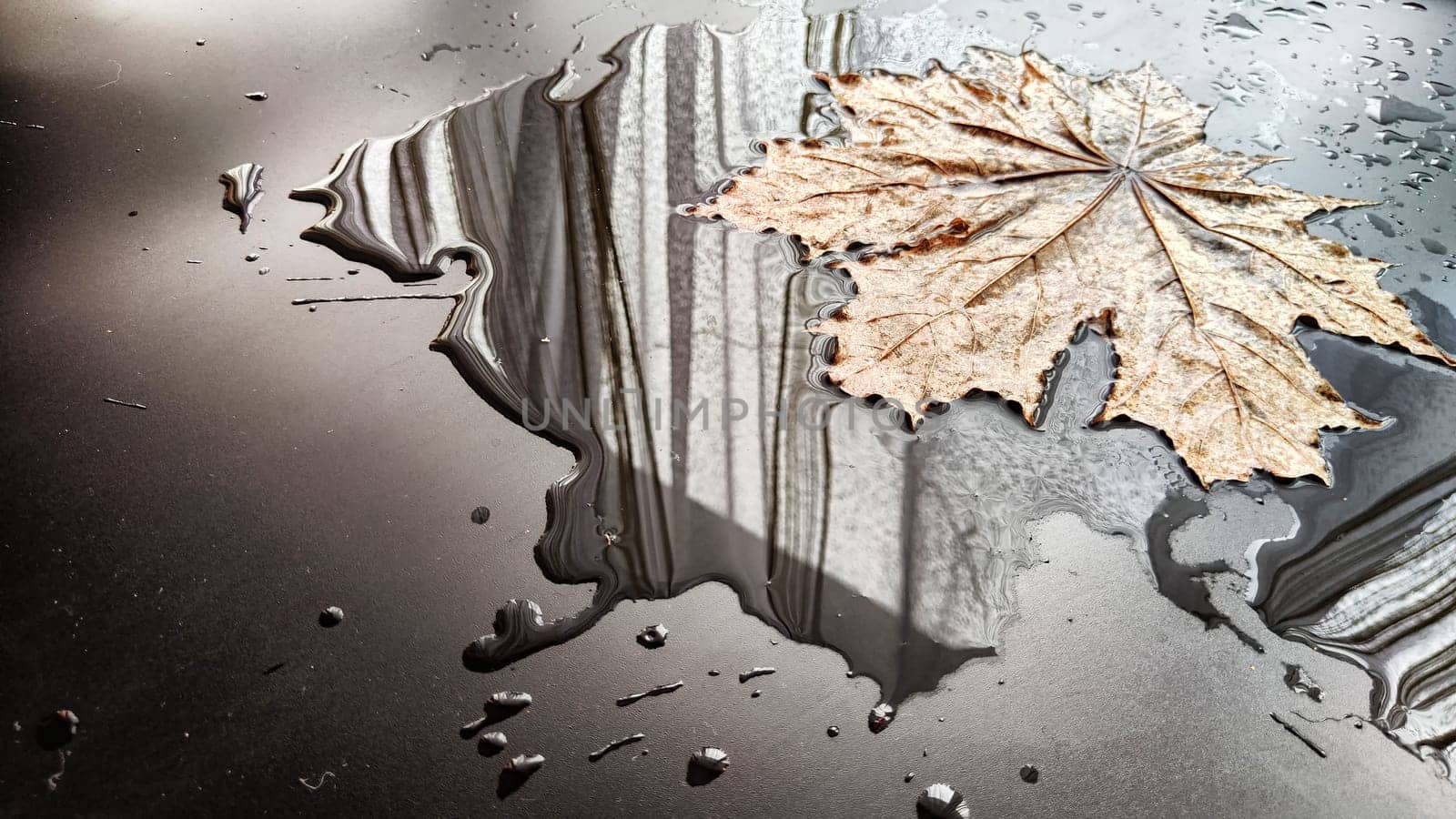 Yellow dry maple leaf in water or a puddle with drops and reflection on a black background. The concept of sad autumn day and the withering of nature. Abstract background and texture. Partial focus