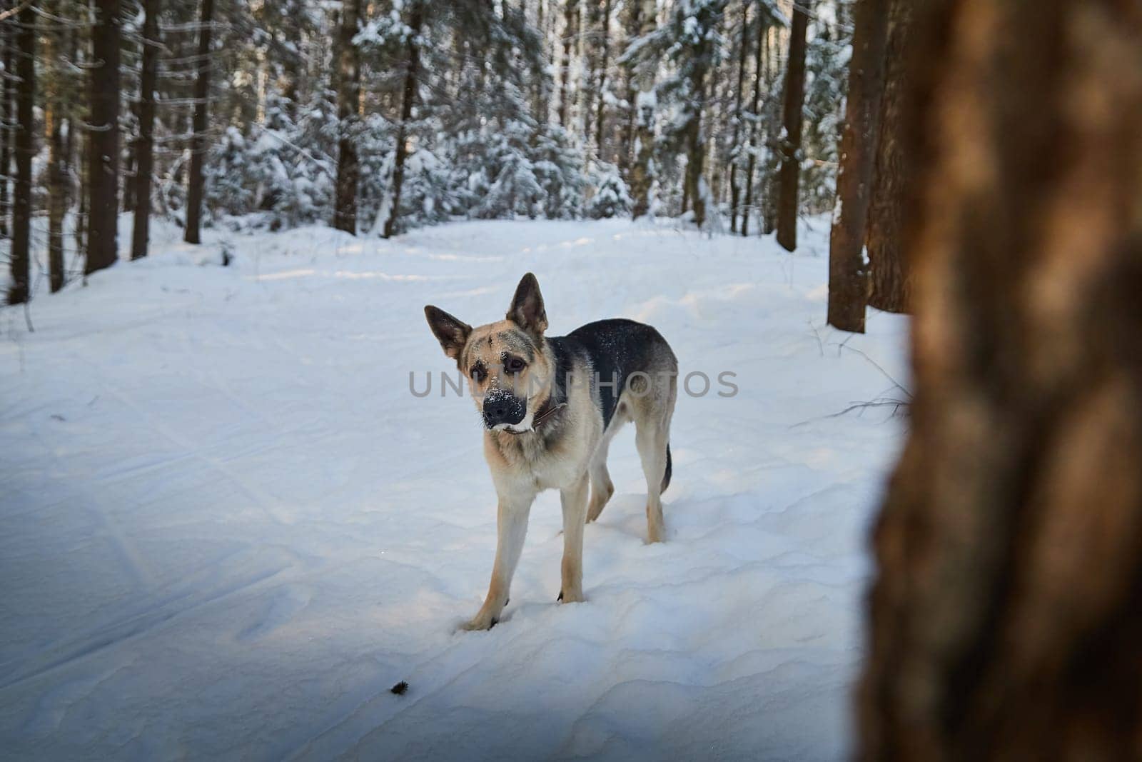 Dog German Shepherd outdoors in the forest in a winter day. Russian guard dog Eastern European Shepherd in nature on snow and white trees covered snow