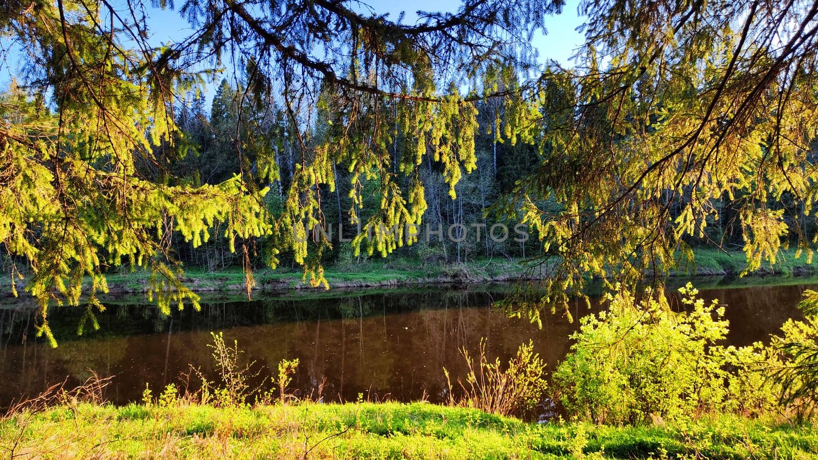A pine forest with trees, trunks, water of a river or lake, illuminated by the summer, autumn, or spring evening sun. A beautiful natural landscape for a postcard or wallpaper