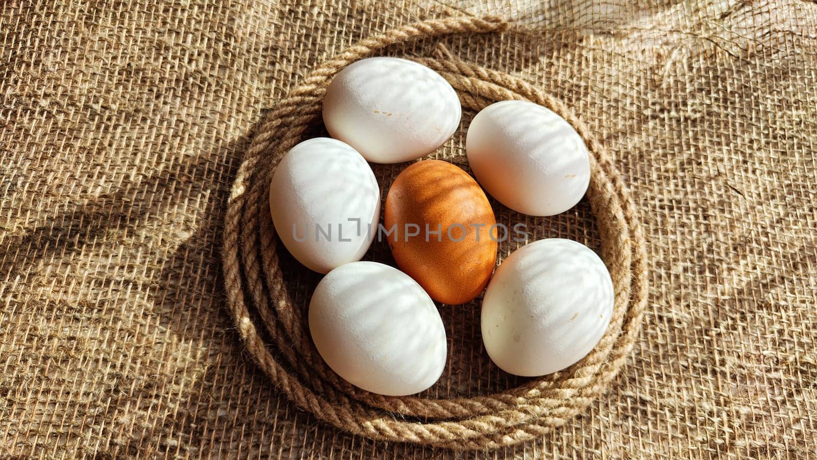 Many white eggs and one brown egg on rag jute cloth. Concept of individuality, exclusivity. Bullying, group and confrontation. Leadership and confidence. Agricultural Production of eggs, incubator