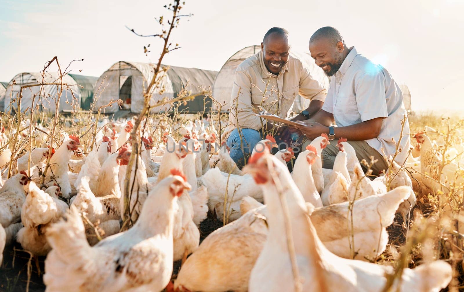 People, agriculture checklist and chicken in sustainability farming, eco friendly or free range industry management. Happy african men with animals health, clipboard and veterinary inspection outdoor.