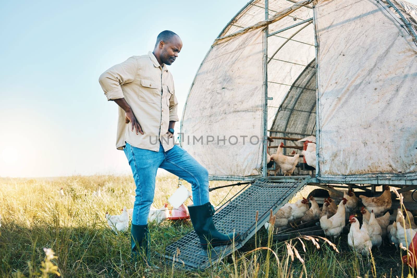 Agriculture, chicken and environment with black man on farm for food, sustainability and eco friendly. Poultry, health and eggs with farmer and animals in countryside field for organic and livestock.