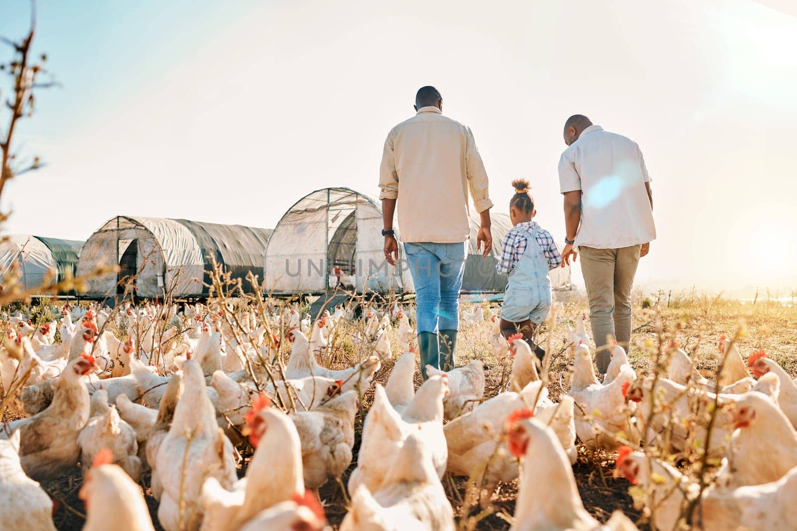 Holding hands, gay couple and chicken with black family on farm for agriculture, environment and bonding. Relax, lgbtq and love with men and child farmer on countryside field for eggs and animals.