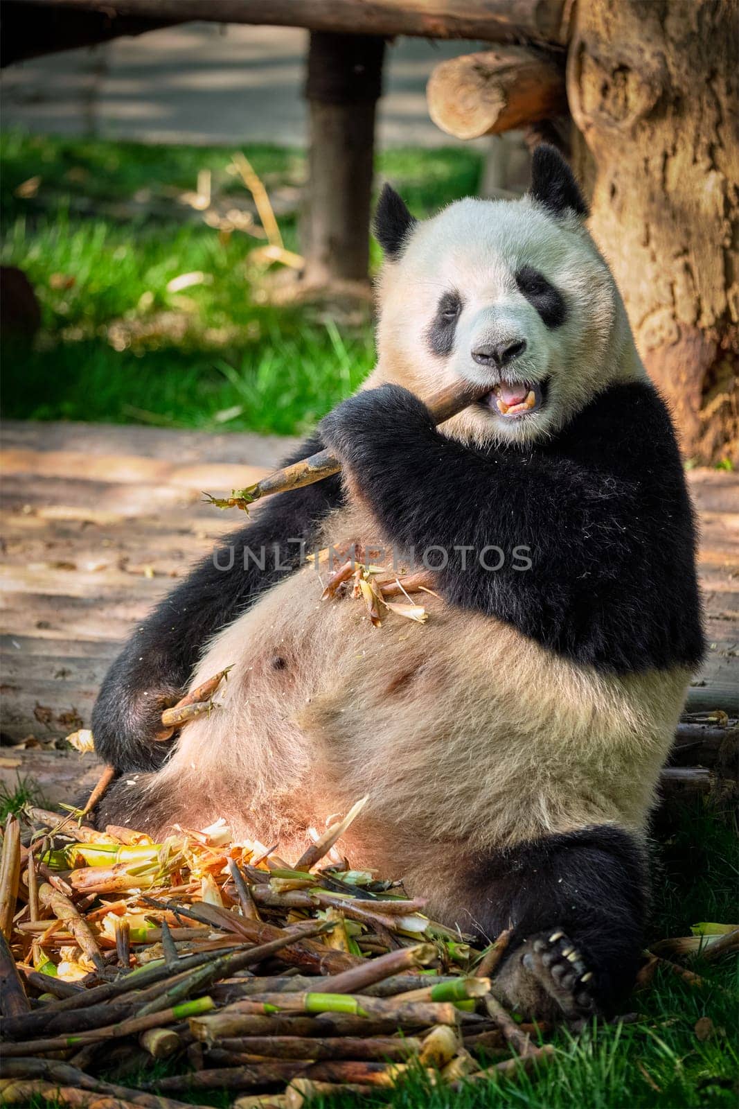 Chinese tourist symbol and attraction - giant panda bear eating bamboo. Chengdu, Sichuan, China