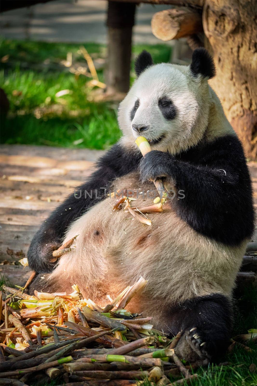 Giant panda bear in China by dimol