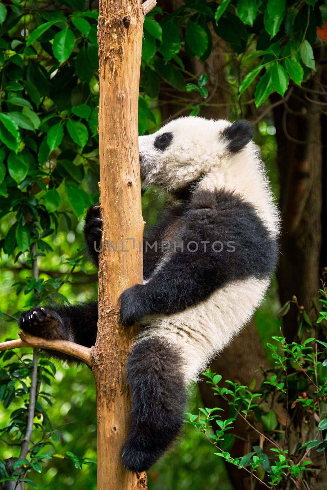 Giant panda bear in China by dimol