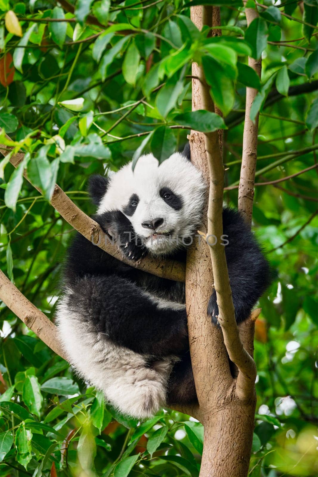 Chinese tourist symbol and attraction - cute giant panda bear cub on tree. Chengdu, Sichuan, China