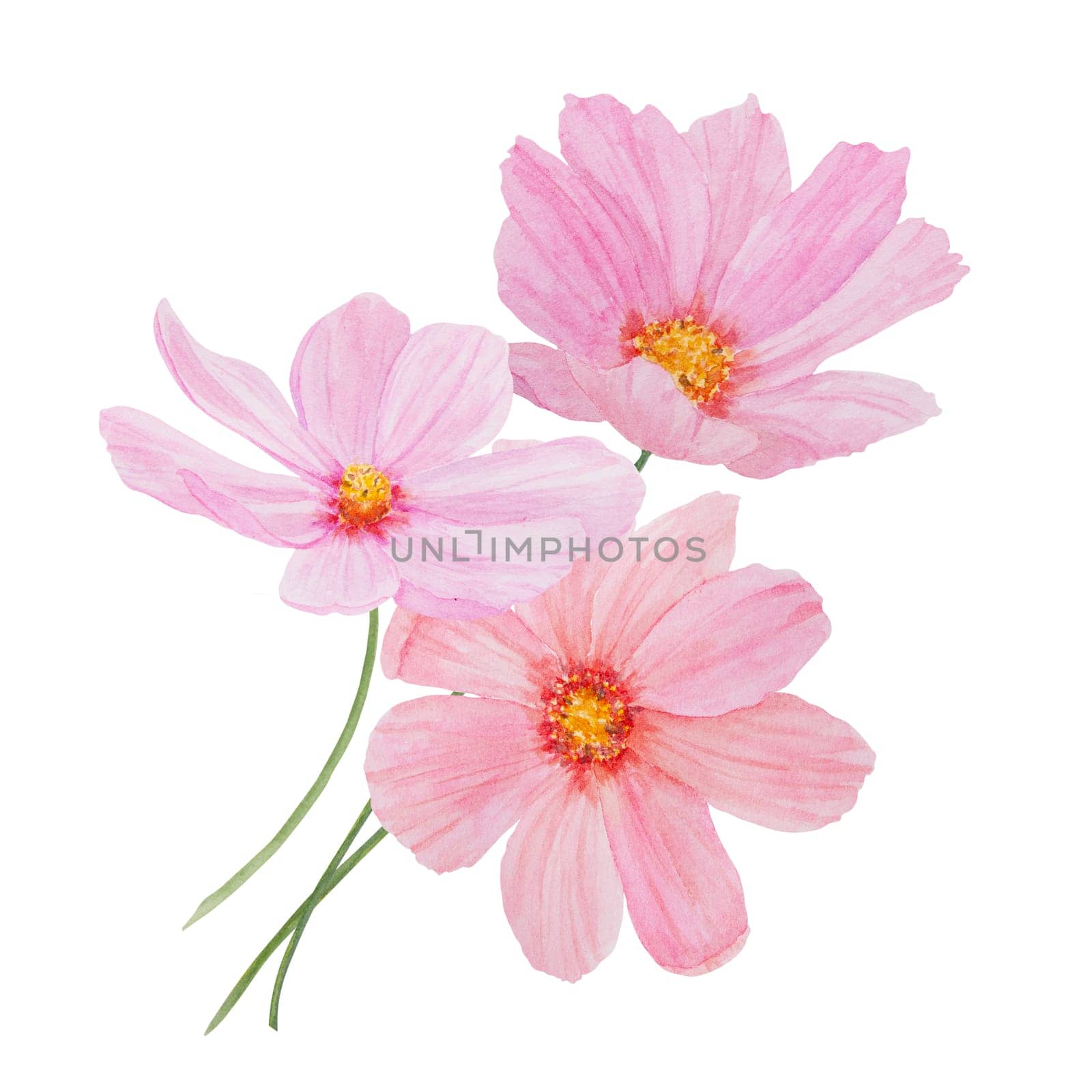 Garden pink Cosmos boquet watercolor illustration. Hand drawn botanical painting, floral sketch. Colorful preety flower clipart for summer or autumn design of wedding invitation, prints, greetings, sublimation, textile