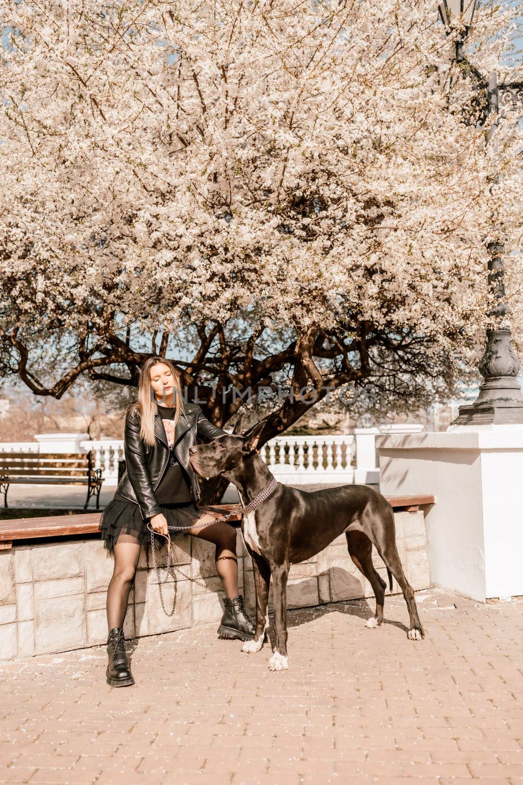 A woman walks with her Great Dane in an urban setting, enjoying the outdoors and the company of her dog