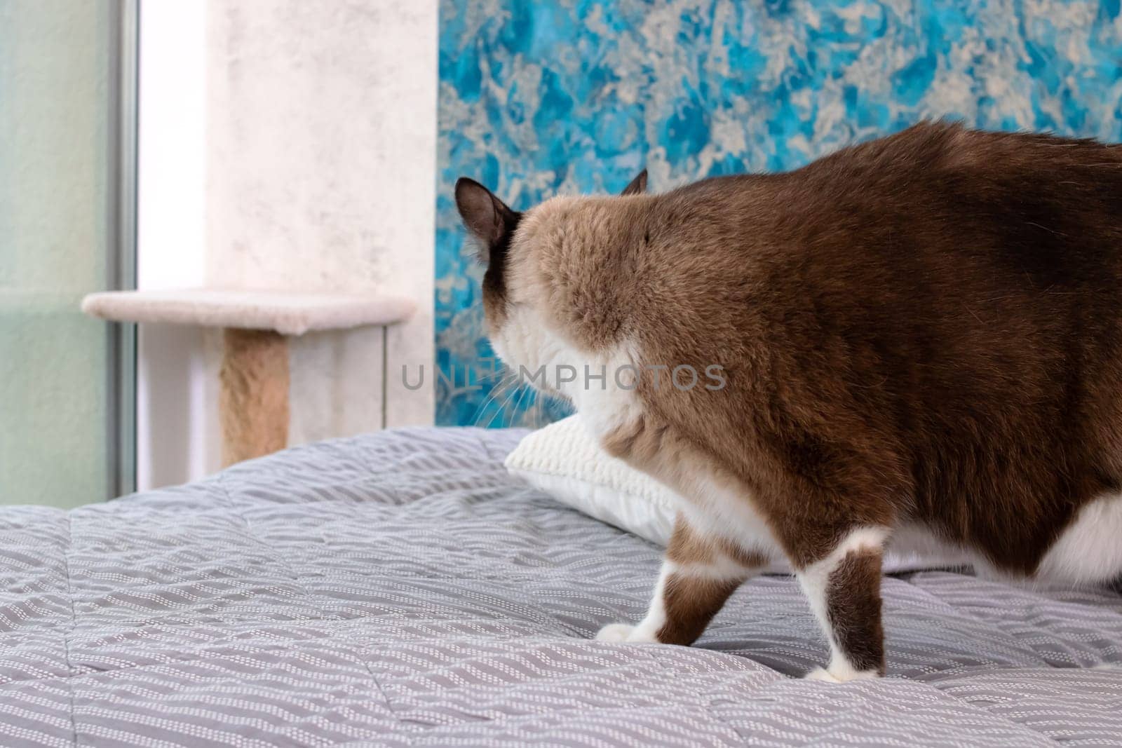 Siamese cat walking on the bed close up