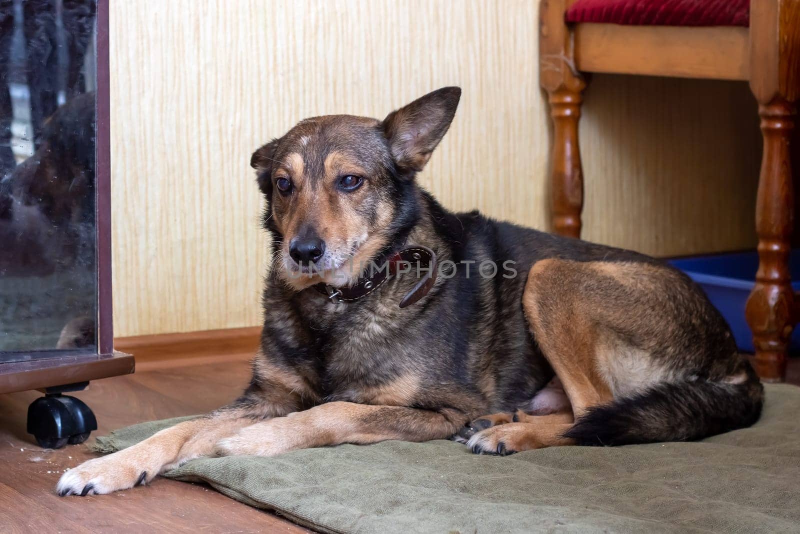 An old big dog is lying close up