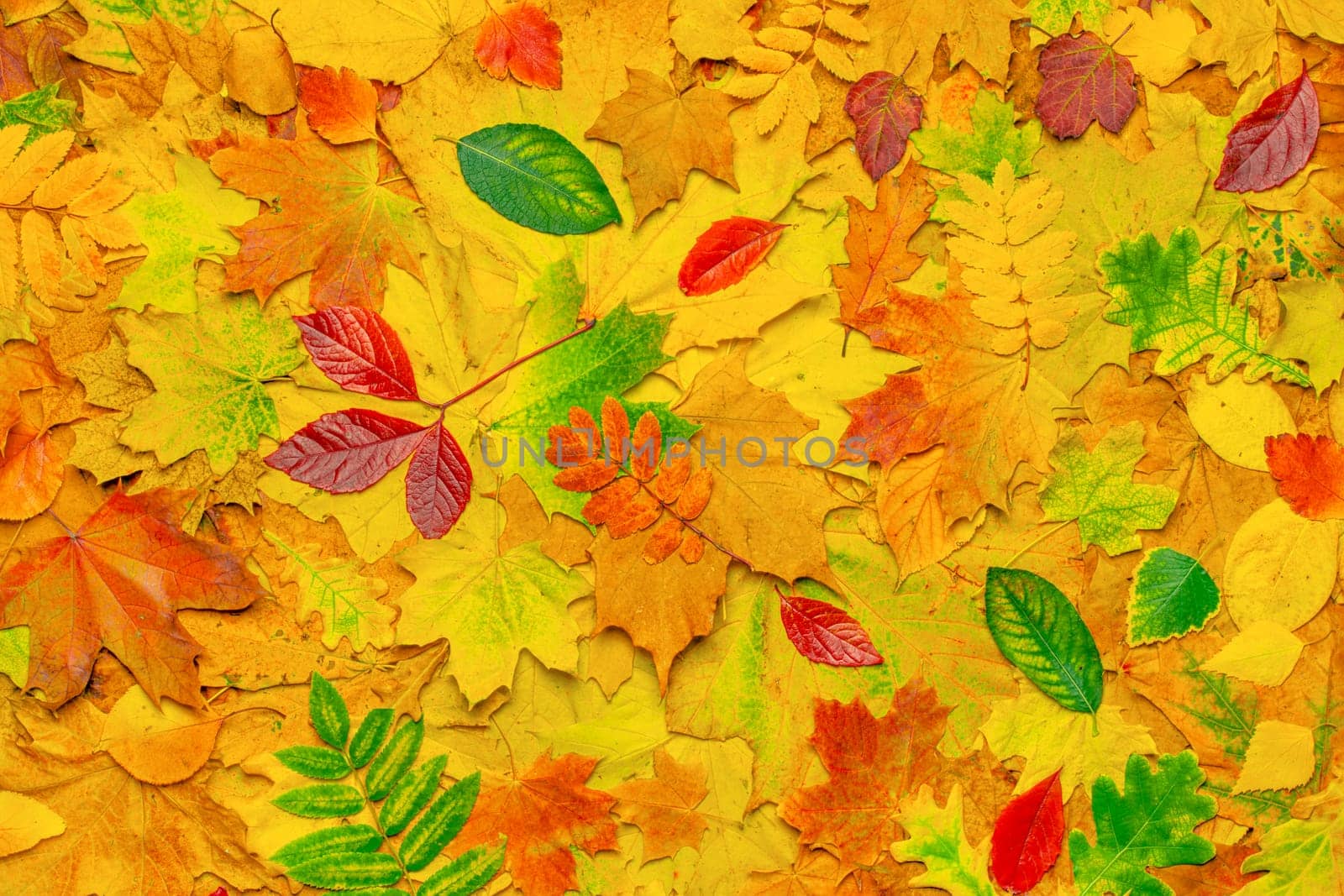Colorful leaves pattern autumn leaves background. Red fall leaves on ground forest fall season background. Colorful forest abstract autumn background fall nature autumn foliage park. October, november by synel