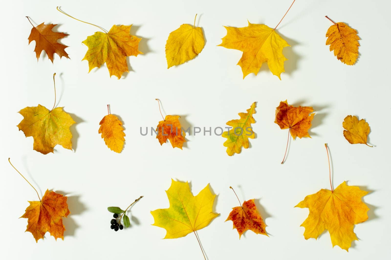 Fall season. Fall design autumn set leaves on white background fall autumn leaves collection on white background. Yellow leaves white background autumn flat design nature. October, november, september by synel