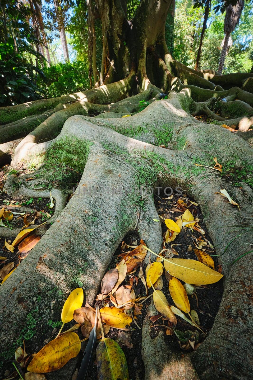Ficus macrophylla trunk and roots close up by dimol
