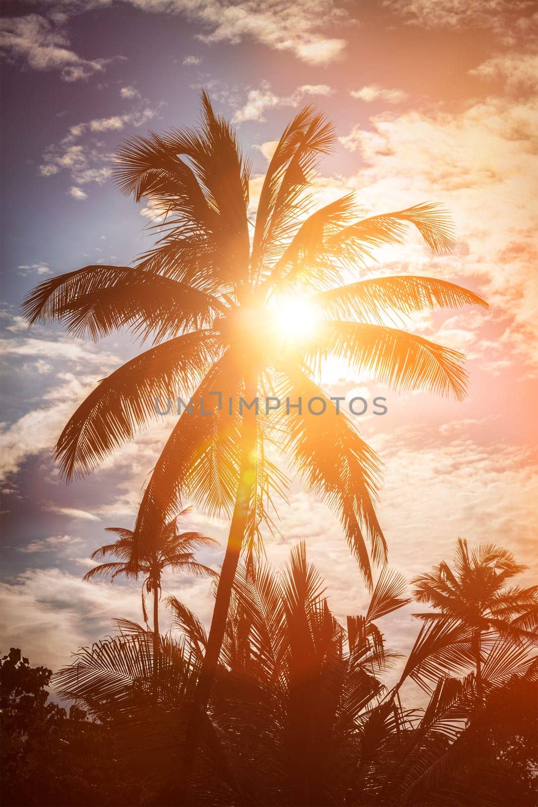 Tropical background - palm on sunset. Lens flare and light leak