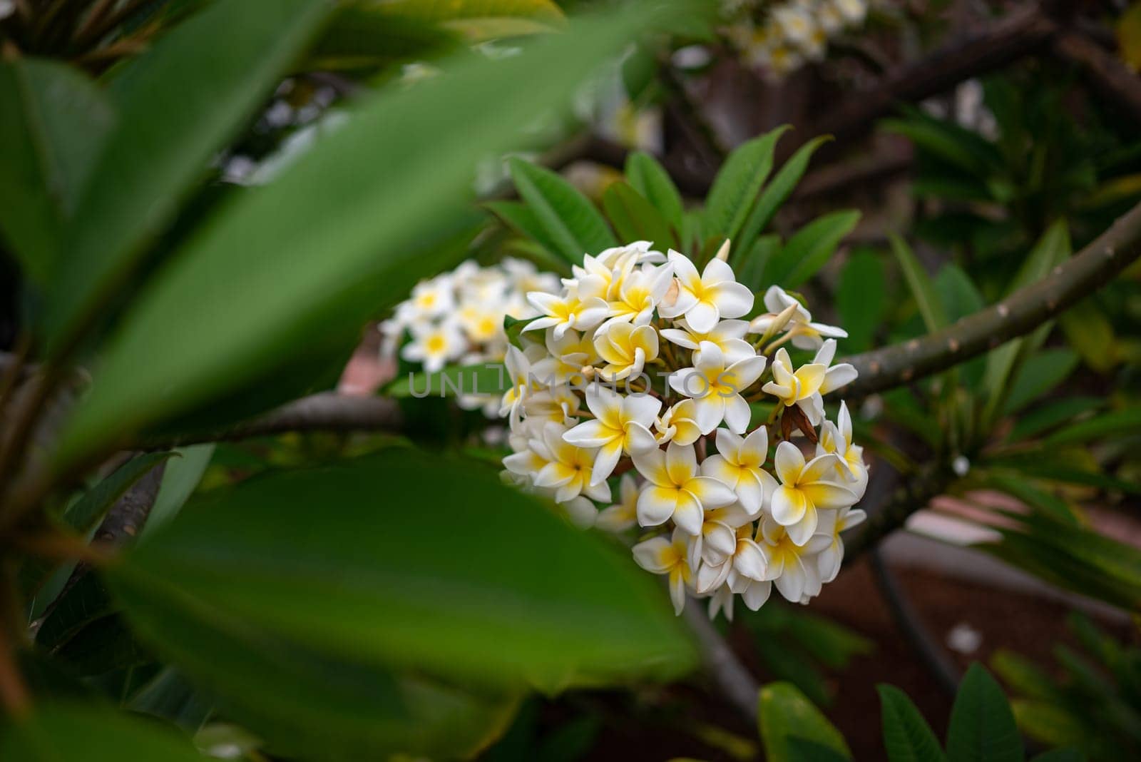 Plumeria flowers or frangipani flowers. Symbol of spa. Typically found in south east asian countries such as Singapore, Thailand, also in Indonesia and Hawaii. White and yellow petals