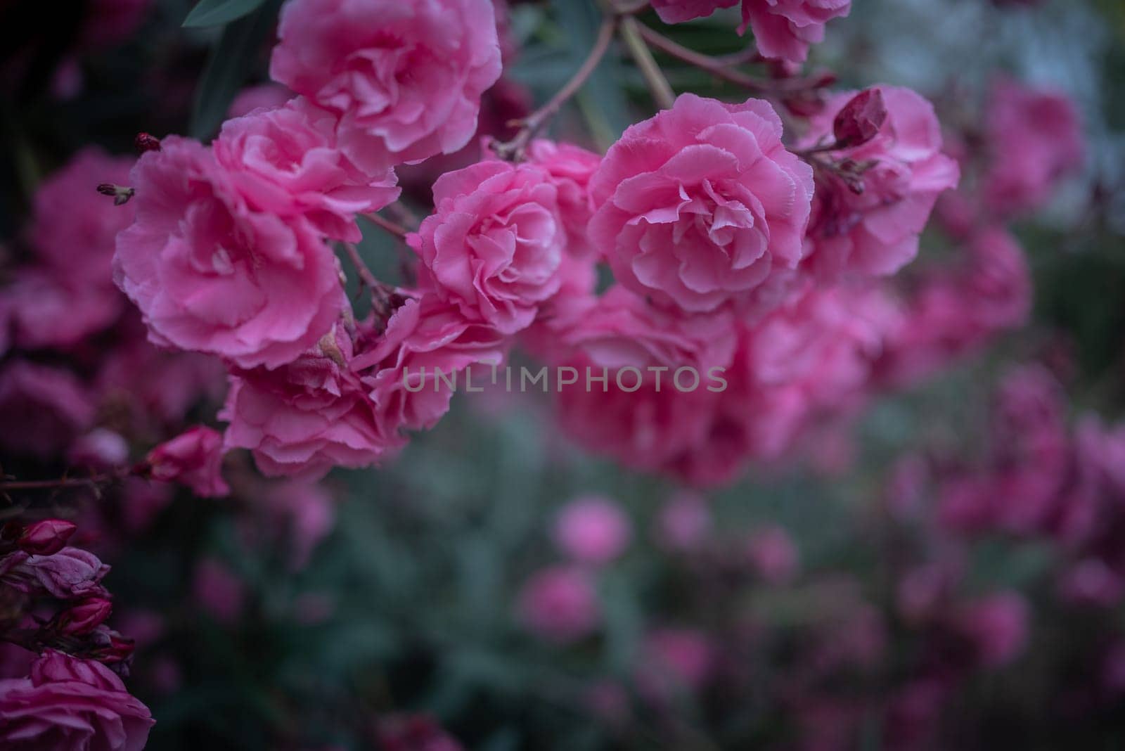 Pink flower background. Mostly blurred brunches of Nerium oleander, korobi flowers and leaves. Evening light