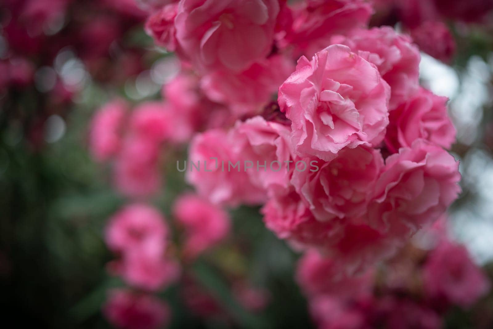 Pink flower background. Mostly blurred brunches of Nerium oleander, korobi flowers and leaves. Evening light