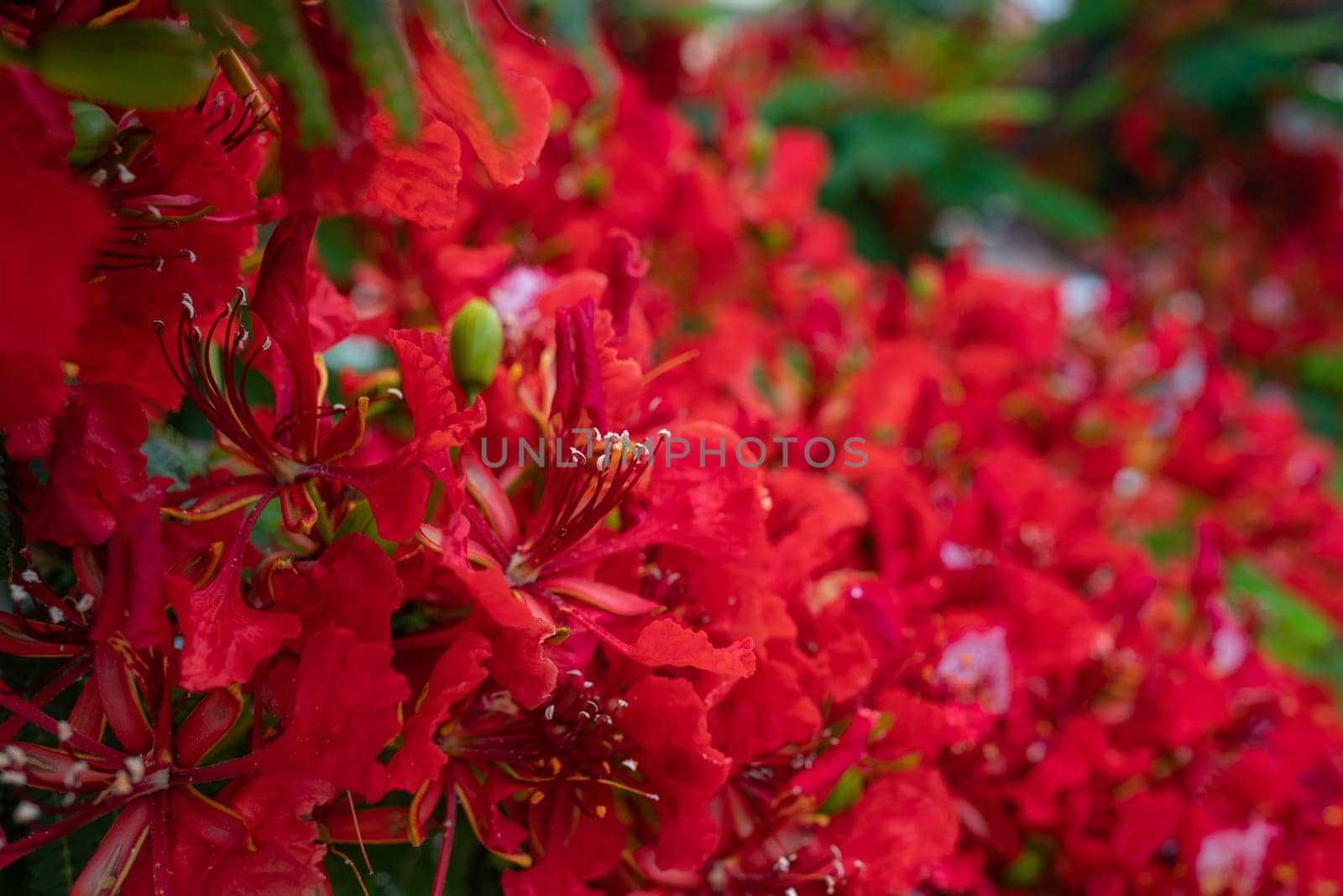 Red flowers background. Delonix regia closeup, a bean ornamental tree also known as royal poinciana, flamboyant, phoenix flower, flame of the forest or flame tree. Tropical flora