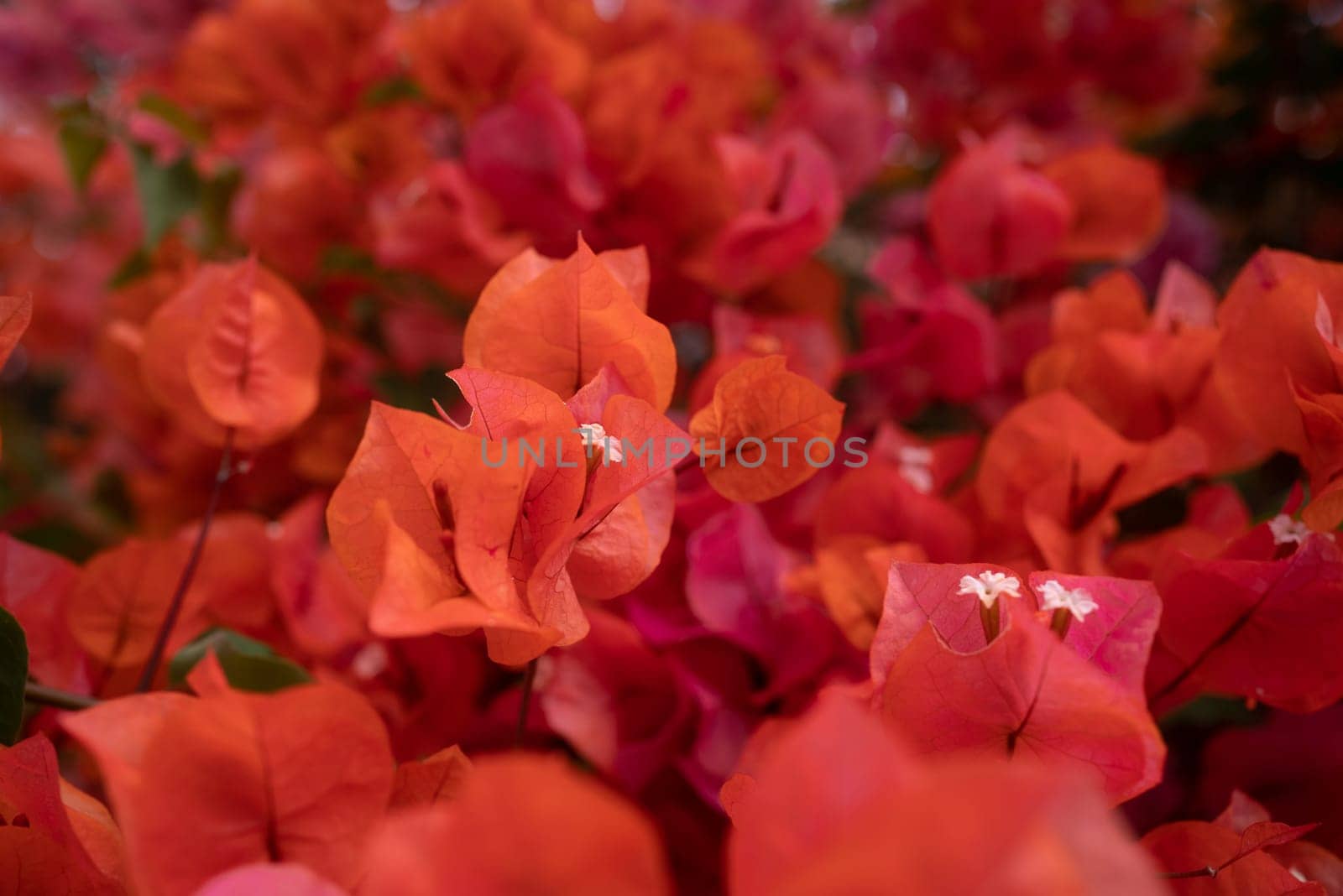 Orange flower background with pink shade. Bougainvillea flowers closeup with blurred areas. Tropical flora