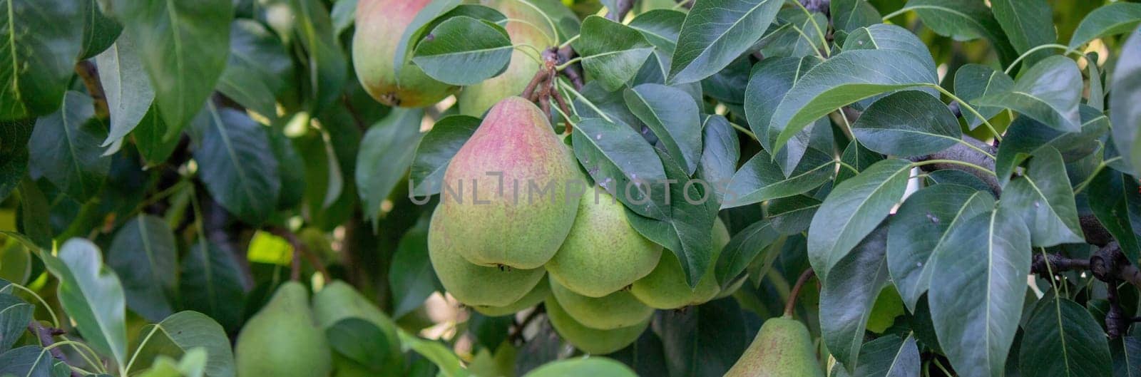 pears grow on a tree, harvest. Selective focus. by Anuta23