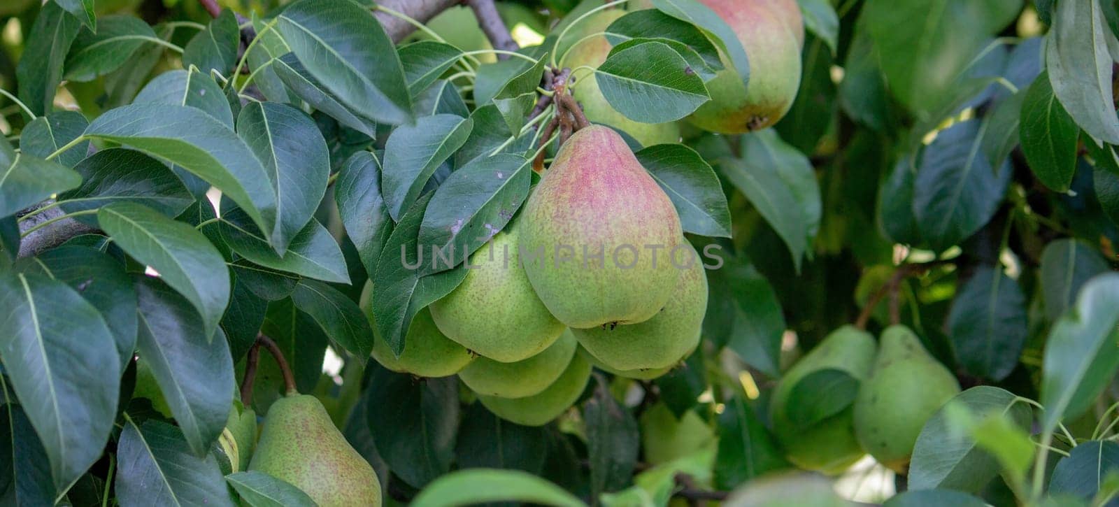pears grow on a tree, harvest. Selective focus. by Anuta23