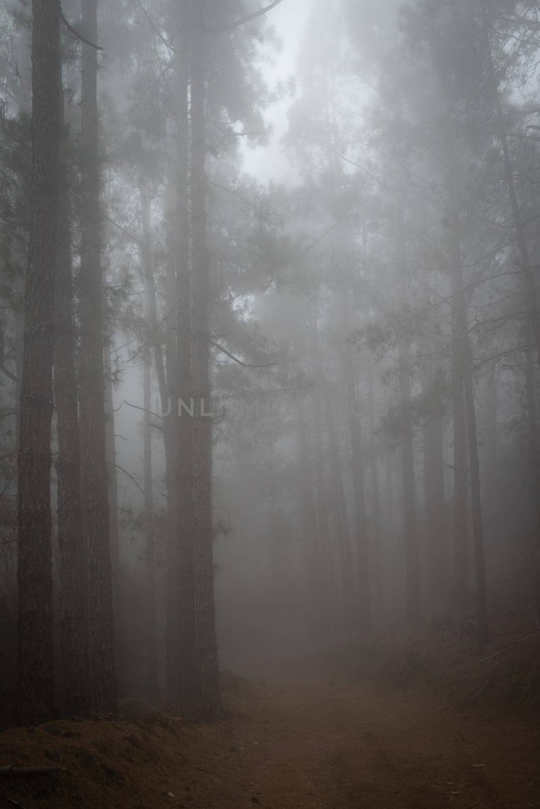 Foggy forest path between pines. Mysterious misty day in the woods. Hiking in a cloud. Mostly blurred horizontal photo