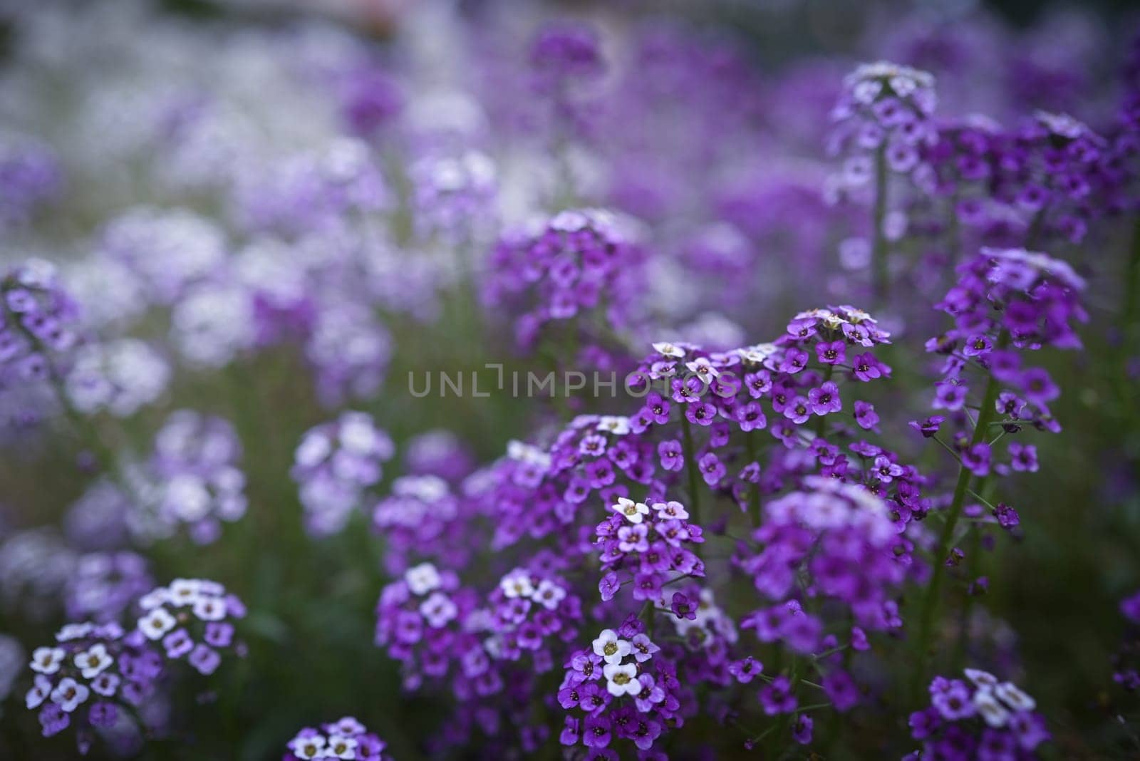 Purple flowers background. Mostly blurred lilac and white sweet alyssum or lobularia maritima. Sweet alison flavoring food additive. Botanical garden photo