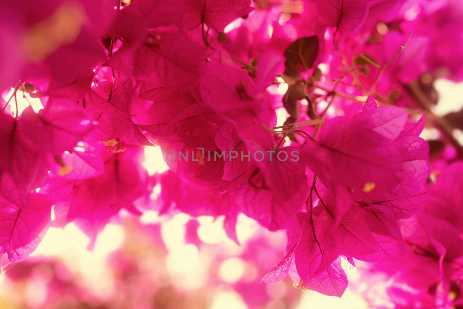 Bougainvillea flowers. Mostly blurred photo of a floral pink background