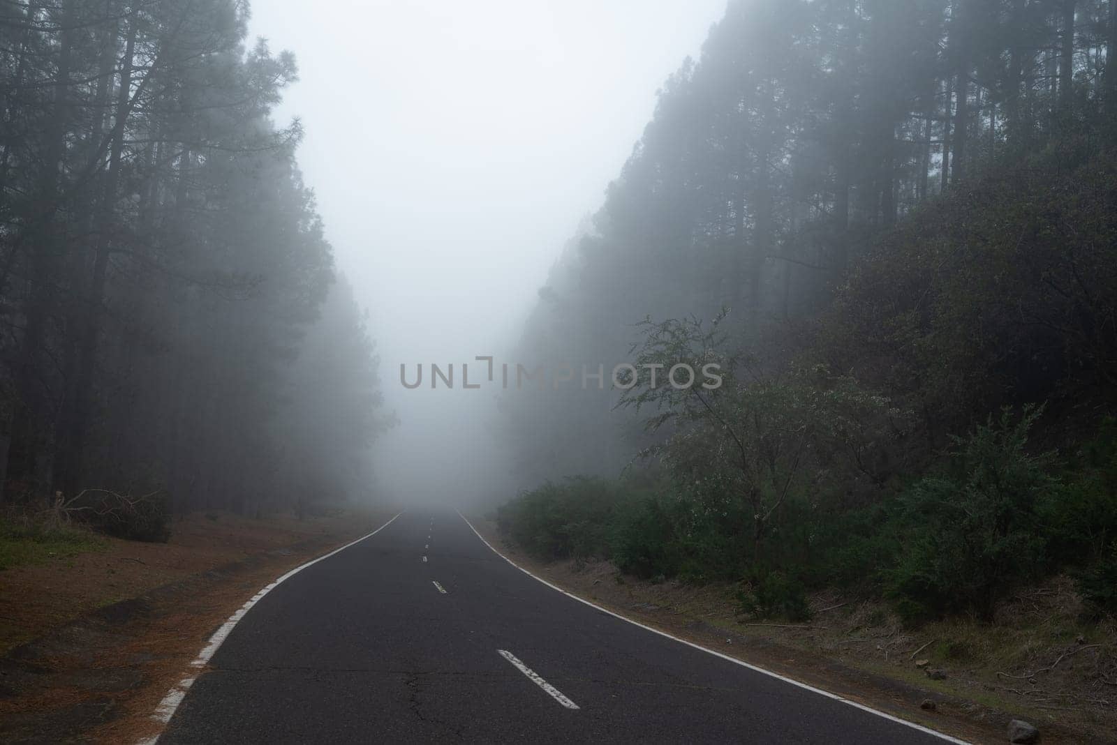 Foggy forest road between pines. Mysterious misty day in the woods. Driving in a cloud. Partly blurred dark horizontal photo